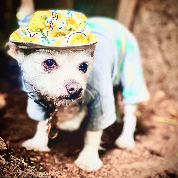 Meet your Posher, AL - Picture 9 of 16